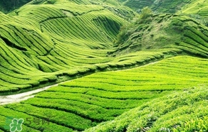 信陽(yáng)毛尖產(chǎn)地在哪里？信陽(yáng)毛尖主要產(chǎn)在哪些地方
