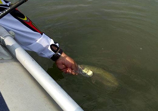 釣海鱸魚什么時候最好？釣海鱸魚用什么樣的魚餌？