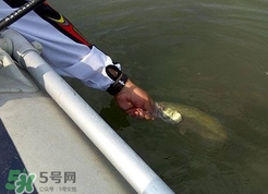 釣海鱸魚什么時(shí)候最好？釣海鱸魚用什么樣的魚餌？