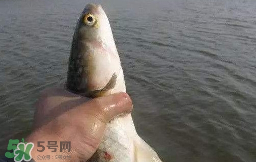 釣海鱸魚什么時(shí)候最好？釣海鱸魚用什么樣的魚餌？