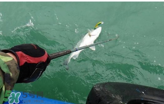 釣海鱸魚什么時(shí)候最好？釣海鱸魚用什么樣的魚餌？