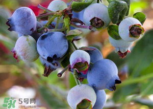 蘋果和藍(lán)莓能一起吃嗎？蘋果和藍(lán)莓干能一起吃嗎？