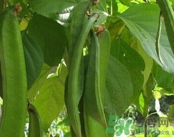 刀豆是蔬菜嗎？刀豆是蔬菜還是糧食？