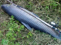 釣青魚怎么調(diào)漂圖解？釣青魚最佳調(diào)漂是幾目
