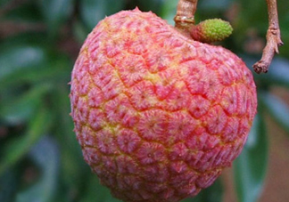 ? 掛綠荔枝多少錢一個(gè)？掛綠荔枝多少錢一斤2017
