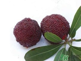 楊梅和櫻桃能一起吃嗎？楊梅可以和櫻桃一起吃嗎？