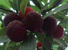 楊梅和芒果能一起吃嗎？吃完楊梅可以吃芒果嗎？