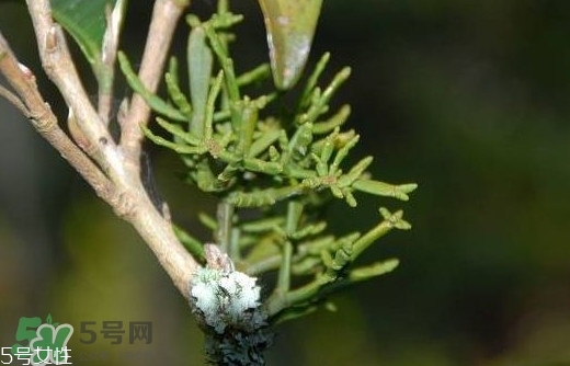 什么是螃蟹腳茶？螃蟹腳茶的功效禁忌