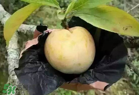 奈李什么時(shí)候成熟？奈李孕婦能吃嗎？