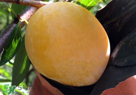 奈李什么時(shí)候成熟？奈李孕婦能吃嗎？