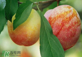 奈李什么時(shí)候成熟？奈李孕婦能吃嗎？