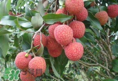 白糖罌荔枝怎樣保果的？白糖罌荔枝和白蠟的區(qū)別