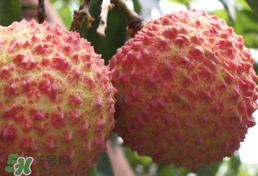 荔枝什么品種最好吃？什么品種的荔枝最貴