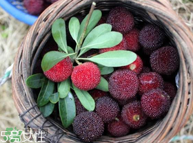 楊梅籽可以種嗎？楊梅籽怎么種小盆栽?？