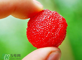 楊梅一天最多吃多少？楊梅一次能吃多少？