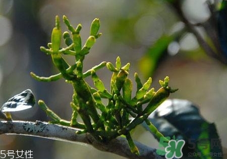螃蟹腳茶多少錢一斤2017？螃蟹腳茶的價格