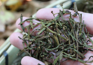 螃蟹腳茶哪些人不能喝？螃蟹腳茶哪些人能喝