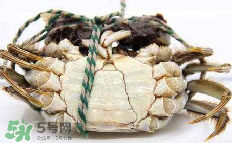 為什么說六月黃有公蟹沒有母蟹？怎樣區(qū)分螃蟹的公母