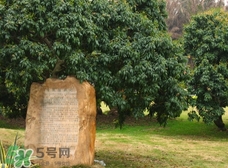 掛綠為什么只有一株？掛綠荔枝為什么不多種？