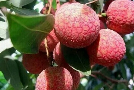 黑葉荔枝好吃嗎？黑葉荔枝多少錢一斤2017？