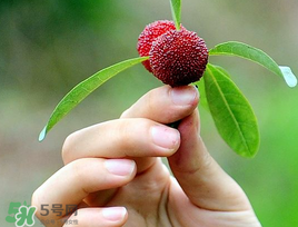 楊梅和花生能一起吃嗎？吃了楊梅還能吃生花生嗎？