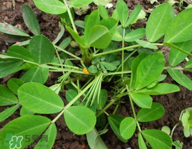 六月份還可以種花生嗎？六月份種花生可以嗎？
