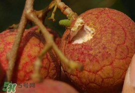 荔枝王的產(chǎn)地是哪里？荔枝王產(chǎn)地在哪兒