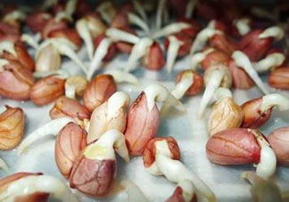 六月份還可以種花生嗎？六月份種花生可以嗎？