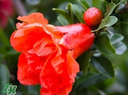 石榴花花語代表什么意思？石榴花花語是什么意思