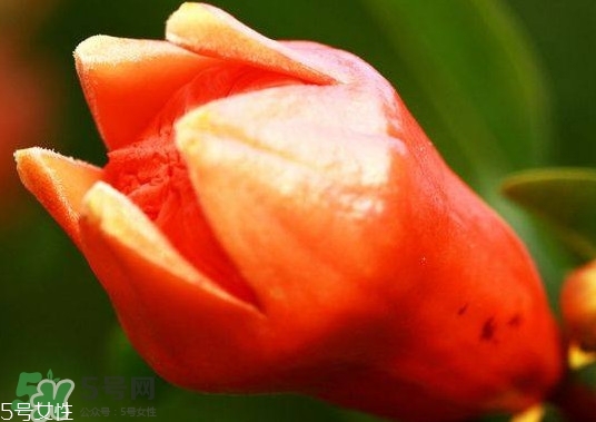石榴花有毒嗎？石榴花能吃嗎？
