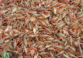 龍蝦苗多少錢一斤？龍蝦苗多少錢一斤2017？
