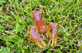 龍蝦苗多少錢一斤？龍蝦苗多少錢一斤2017？