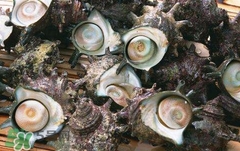 死海螺能吃嗎？死海螺可以吃嗎