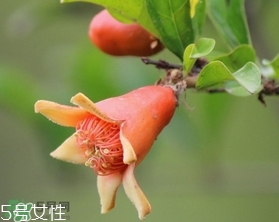 石榴花有毒嗎？石榴花能吃嗎？