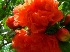 石榴花花語代表什么意思？石榴花花語是什么意思