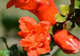石榴花花語代表什么意思？石榴花花語是什么意思