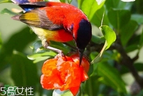 石榴花有毒嗎？石榴花能吃嗎？