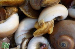 海螺是發(fā)物嗎？海螺是不是發(fā)物
