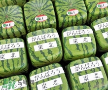 方形西瓜是如何種出來的？方形西瓜是怎么長成的
