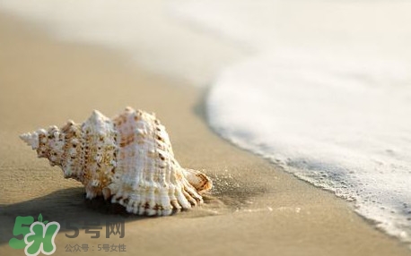 海螺是蒸還是煮？海螺的尾部是黃還是屎