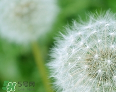 蒲公英開花了還能吃嗎？蒲公英開花的好還是不開花的好？