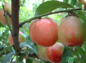 油桃和西紅柿能一起吃嗎？毛桃和西紅柿能一起吃嗎？