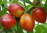 油桃和西紅柿能一起吃嗎？毛桃和西紅柿能一起吃嗎？