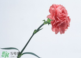 父親節(jié)可以送康乃馨嗎？父親節(jié)送康乃馨好不好？