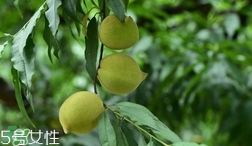 鷹嘴桃種植應(yīng)注意哪些？鷹嘴桃什么時間修剪