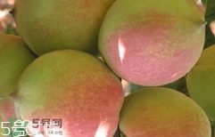 鷹嘴桃種植應(yīng)注意哪些？鷹嘴桃什么時間修剪