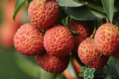 糯米糍荔枝產(chǎn)地是哪里？糯米糍荔枝上火嗎
