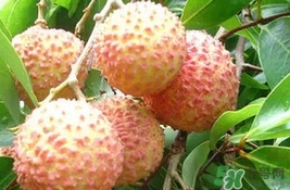 桂味荔枝多少錢一斤2017？桂味荔枝價(jià)格