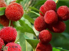 吃楊梅會感染sk5病毒嗎？吃楊梅感染sk5病毒是真的嗎？
