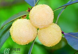 吃楊梅中毒怎么辦？吃楊梅中毒的癥狀